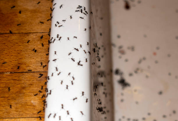 Best Wildlife Control Services  in Ome, GA