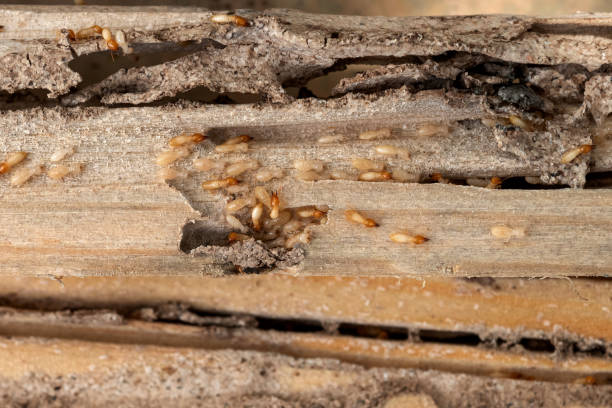 Best Emergency Pest Control  in Ome, GA